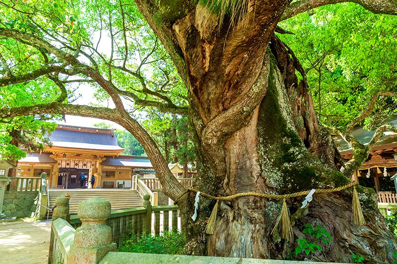 爱媛今治岛波海道大三岛大山纯神社 濑户内最好的能量景点之一 大山纯神社的樟树 国家天然纪念物