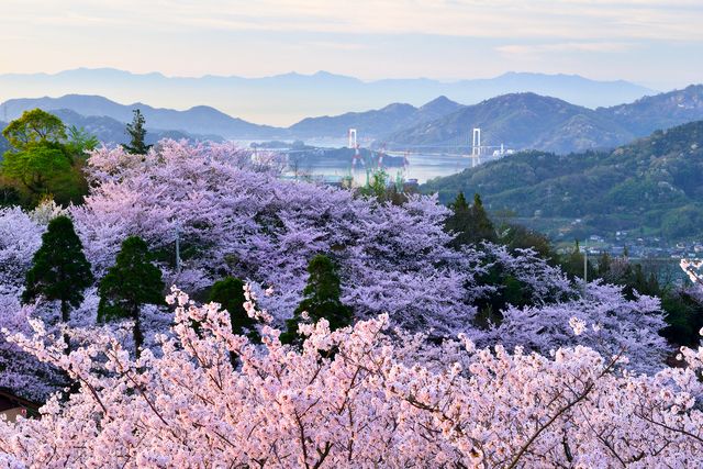 Ehime Imabari Shimanami Kaido Hakatajima Kaizan Park จุดชมดอกซากุระ ทิวทัศน์อันยอดเยี่ยมของเกาะและสะพานของทะเล Seto Inland Sea จากหอดูดาว