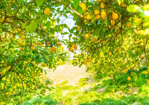 히로시마 오노 미치 시마 나미 카이도 이쿠구 섬 레몬 계곡 레몬 밭 세토다 레몬