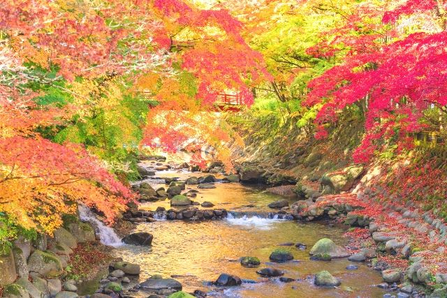 靜岡修善寺推薦觀光景點 桂川紅葉