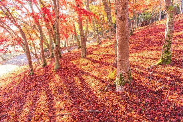 靜岡修善寺旅遊景點推薦修善寺自然公園紅葉