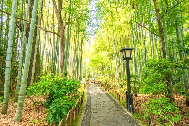 靜岡修善寺溫泉觀光地竹林小路