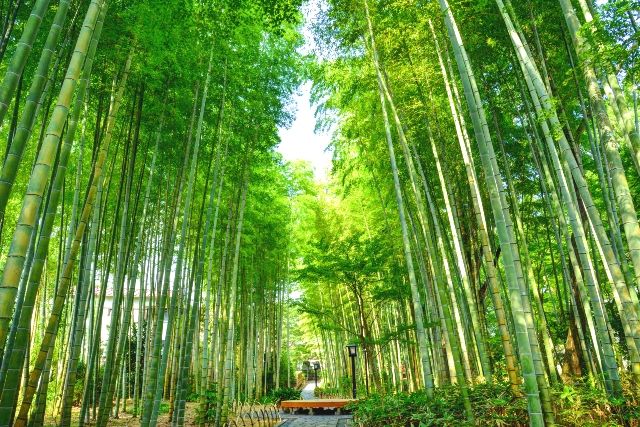 修善寺旅遊勝地推薦竹林小徑