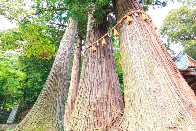 修善寺旅遊景點推薦 日枝神社“情侶杉”