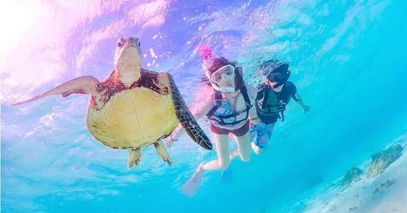 浮潜和潜水有什么区别？哪个更适合初学者？