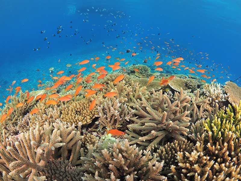 snorkeling 国内おすすめスポット・ビーチ・ショップ|必要な道具・時間帯など おすすめof時間帯 熱帯魚 サンゴ礁