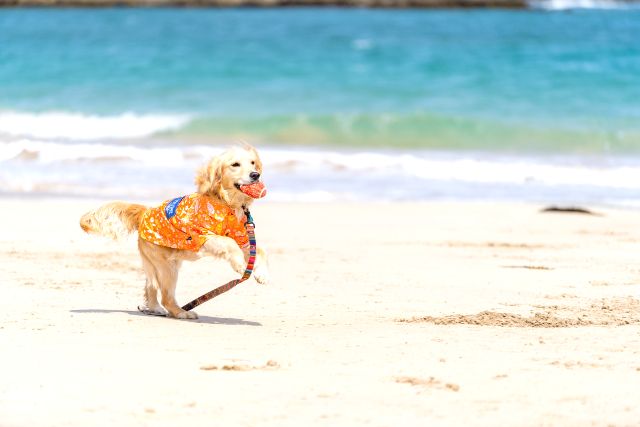 外浦海岸　犬　ペット　ゴールデンレトニエル　散歩