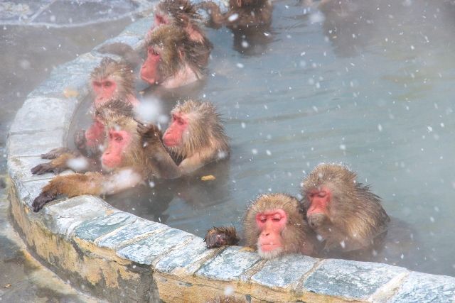 Hokkaido Southern Hokkaido Recommended Tourist Spots Yunokawa Onsen Hakodate Tropical Botanical Garden "Saruyama Onsen"