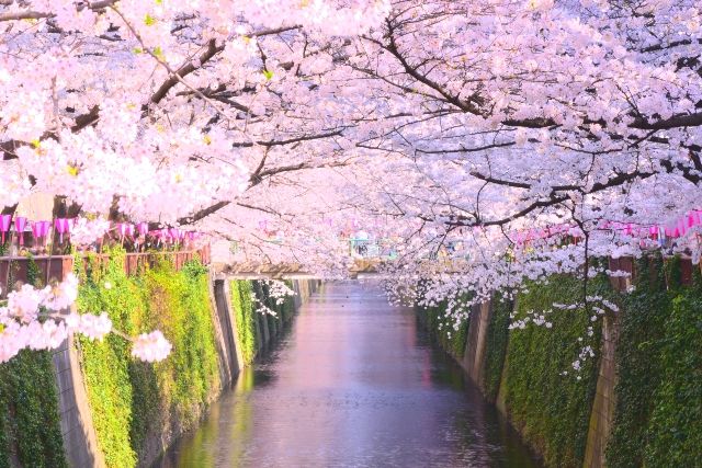 目黒川　満開の桜並木　花見