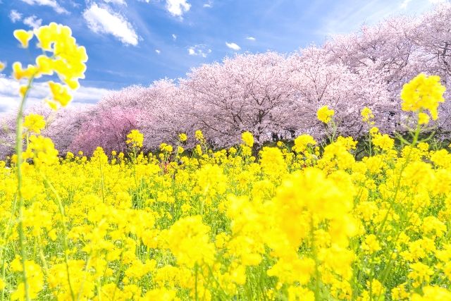 埼玉　権現堂桜堤　春　桜と菜の花