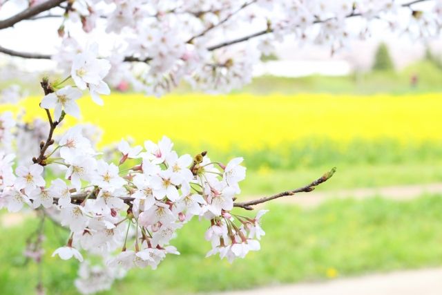사이타마 현에있는 행운의 권 현당 제방의 벚꽃과 유채 꽃