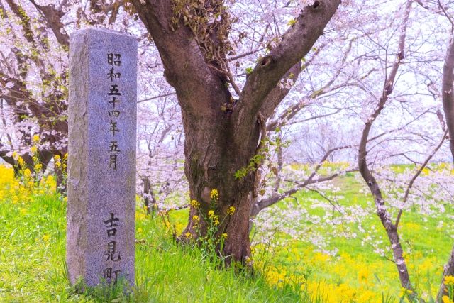 Stone monument at Sakura Tsutsumi Park in Saitama Prefecture