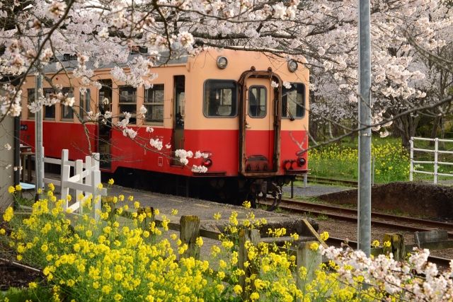 Kominato Railway in Chiba Prefecture, decorated with cherry blossoms and rape blossoms