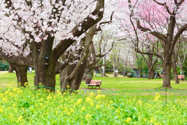 อุทยานอนุสรณ์สถานโชวะแห่งชาติในฤดูใบไม้ผลิในโตเกียว ดอกข่มขืน ดอกซากุระ และม้านั่ง