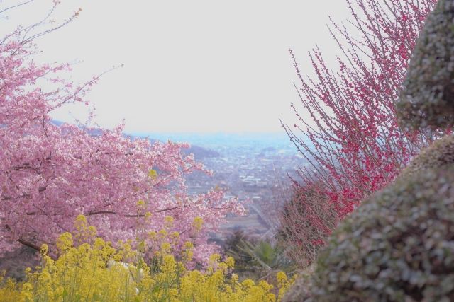 從神奈川縣西平畑公園看到的櫻花、油菜花和城市景觀