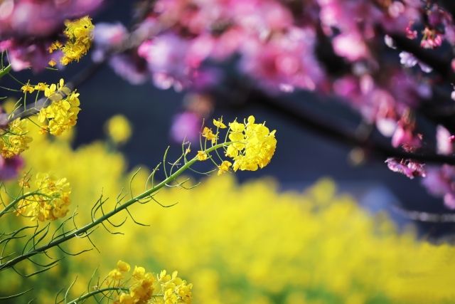 ภูมิทัศน์ที่สวยงามของดอกข่มขืนในฤดูใบไม้ผลิและดอกซากุระ