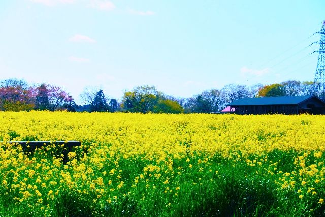 菜の花畑～成田ゆめ牧場