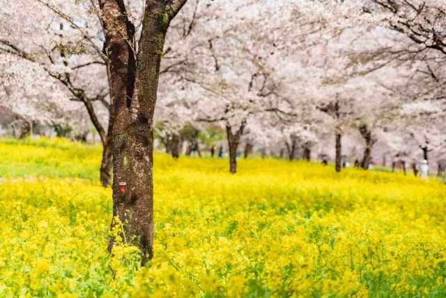 群馬県の赤城南面千本桜と菜の花の風景