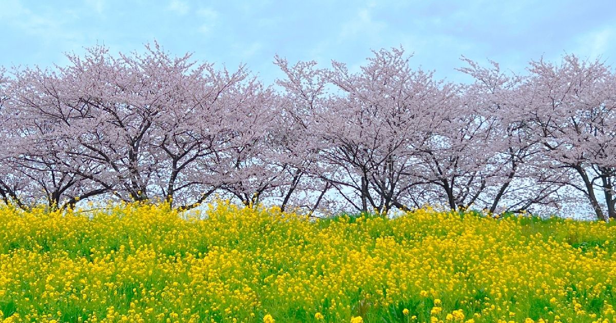 菜の花＆桜の絶景コラボ！関東でおすすめの名所