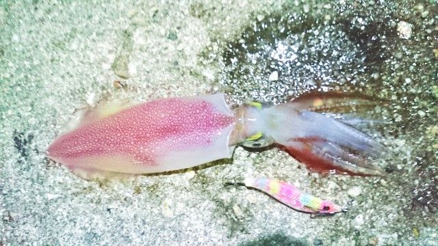 Kensaki squid
