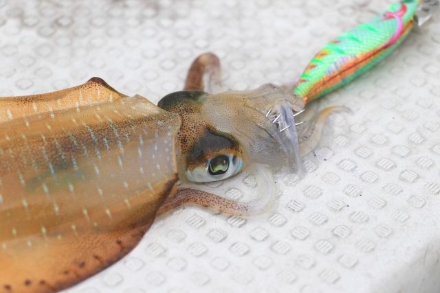 bigfin reef squid