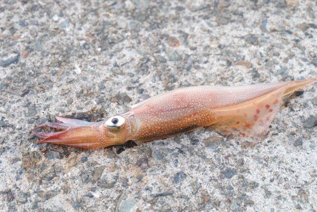 spear squid