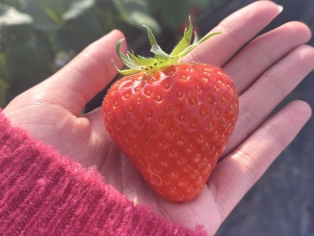 strawberry picking list