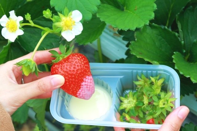 strawberry picking list