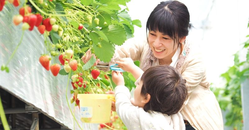 Images of strawberry picking clothes and coordination [ladies & children]