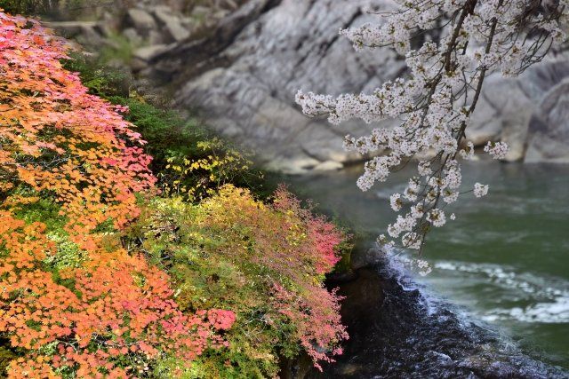 渓流釣り　春・秋の服装　川辺の桜と紅葉