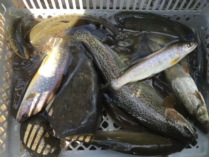 Mountain Stream Fishing Fish Furano Guideline Outdoor Club