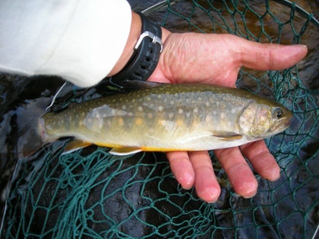 Mountain stream fishing Char Rock fish