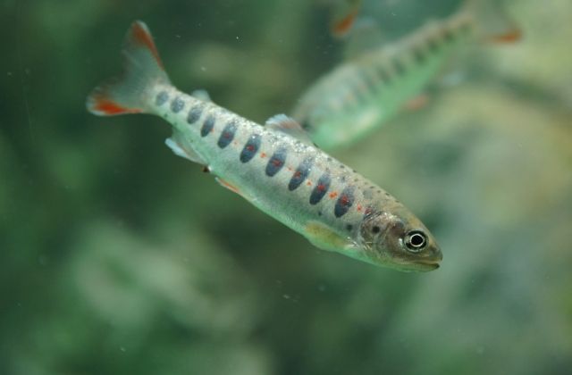 渓流釣り　アマゴ　