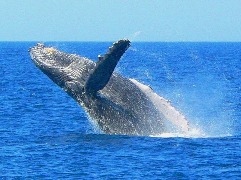 Whale watching image