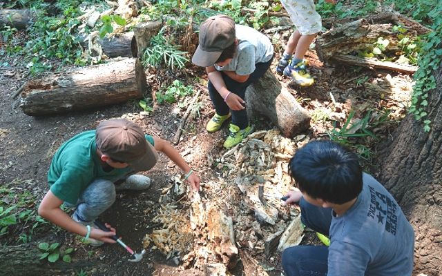 野川自然学校　クワガタ　朽木材木割り体験
