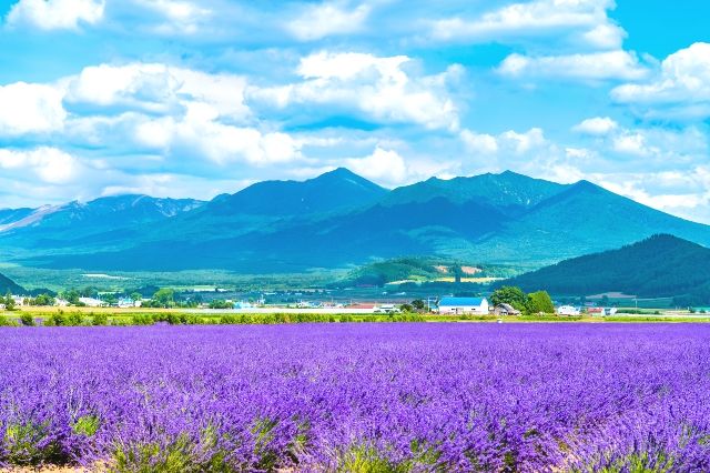 北海道富良野觀光景點 薰衣草東