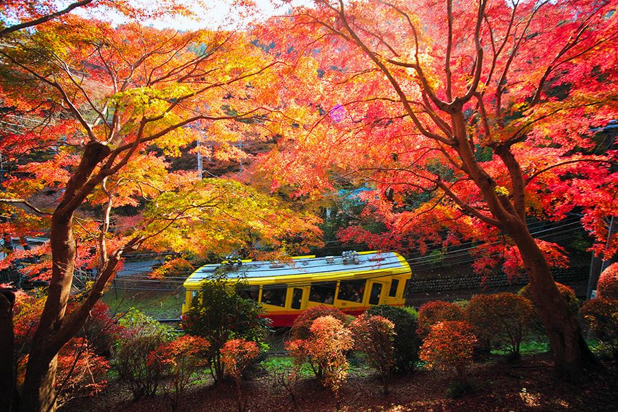高尾山　紅葉　絶景スポット　高尾山ケーブルカー　格別の眺望　山中の色とりどりの紅葉