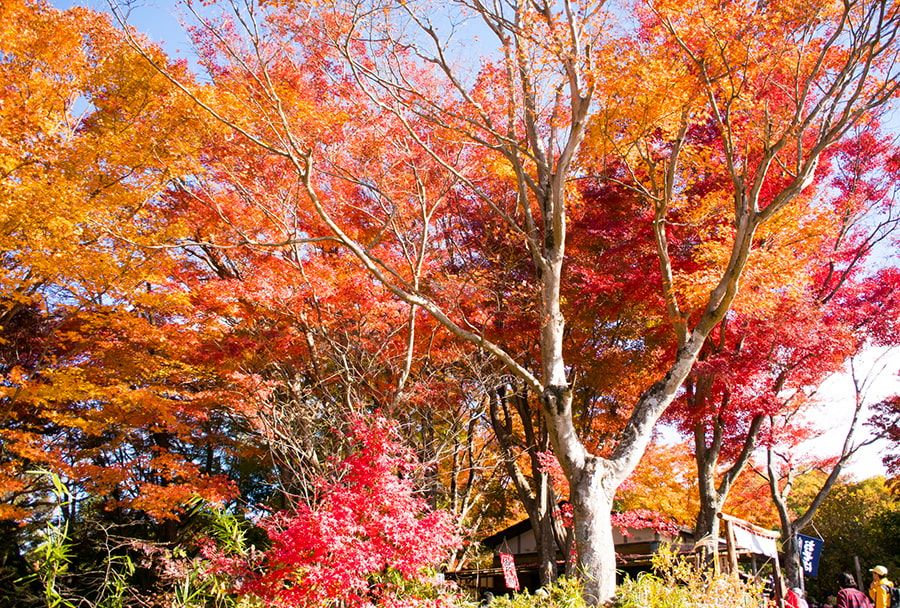 Mt. Takao Autumn leaves Spectacular view spot Momijidai Momijidai Teahouse Okutakao Hosodaya Maple leaves turning red