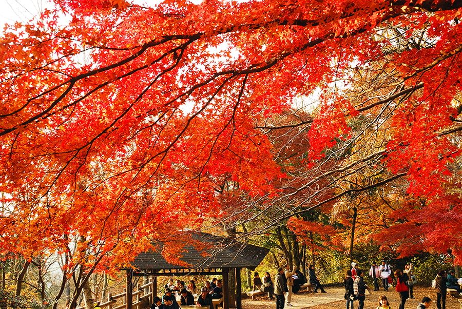 = Mt. Takao Autumn leaves Spectacular spot Best time to see People looking at bright red maple leaves