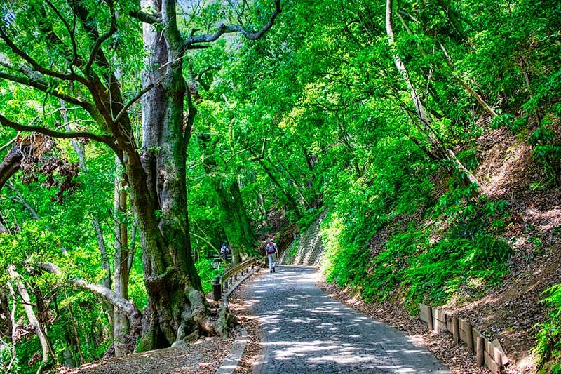 Beginner's guide to Mt. Takao! Thorough investigation of climbing routes, recommended courses, times, clothing, etc.!