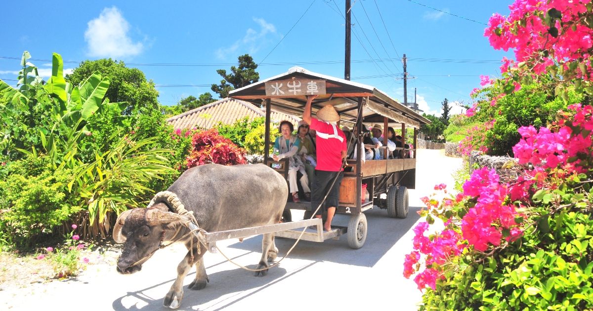 Taketomi Island Buffalo Carriage Tour Recommended Sightseeing Plan
