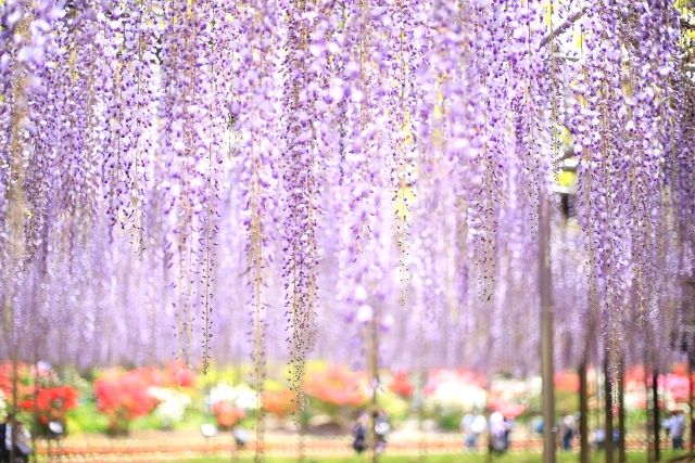 Big wisteria at Ashikaga Flower Park, Tochigi