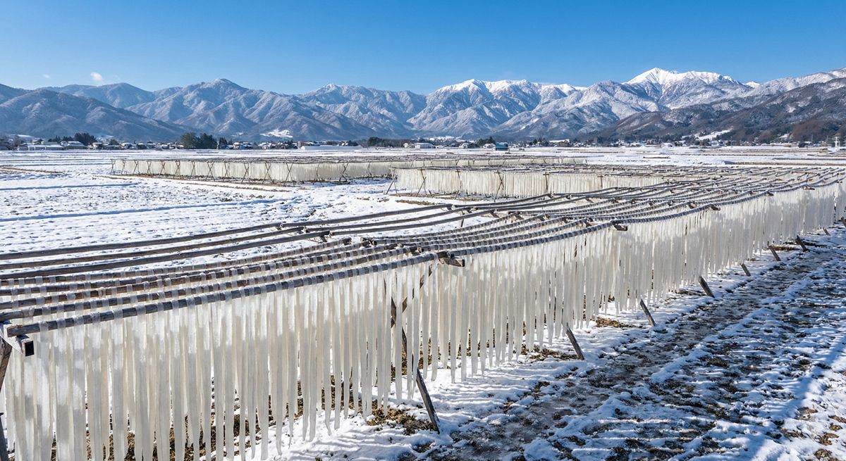 冬の青空の下、雪山を背景に広大な畑で干されている白い寒天の美しい風景