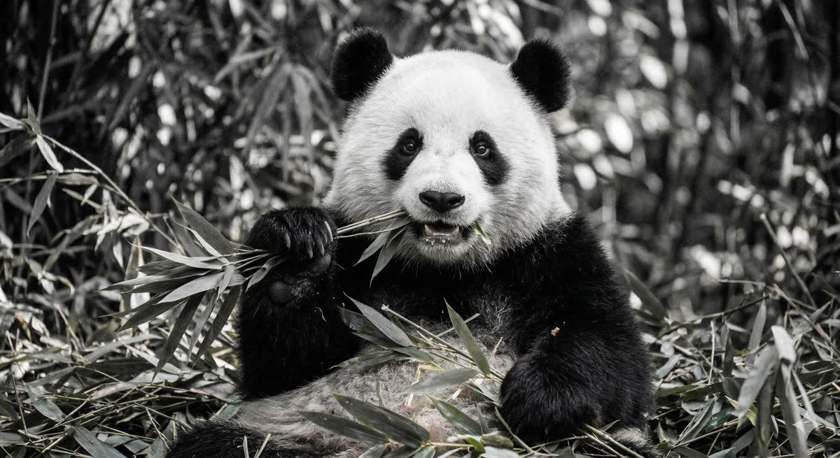 笹の葉を美味しそうに食べる愛らしいジャイアントパンダのアップ写真、白黒のモフモフ感が伝わる一枚
