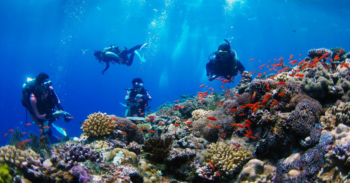 ร้านดำน้ำ/ทัวร์เกาะโทคาชิกิ อันดับแนะนำ BLUE ZONE สีฟ้าเครามะ ปลาเขตร้อนสีฟ้าเครามะ ปะการังสีสันสดใส