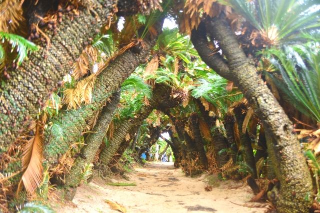 鹿児島　徳之島　観光スポット　金見崎ソテツトンネル