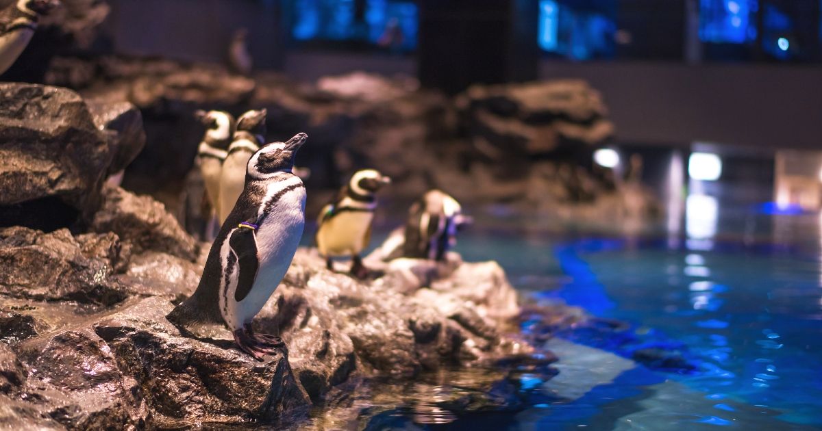 東京でおすすめの水族館7選！デート向けや入場料が安いスポット