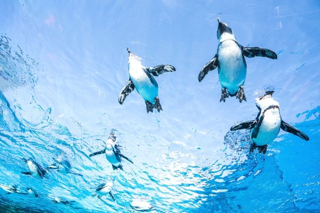 Tokyo couple recommended sightseeing spot Sunshine Aquarium penguins