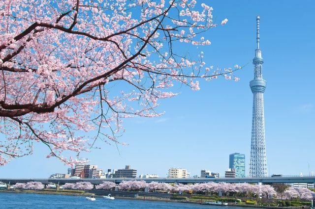 Spring Tokyo Cherry Blossoms and Skytree