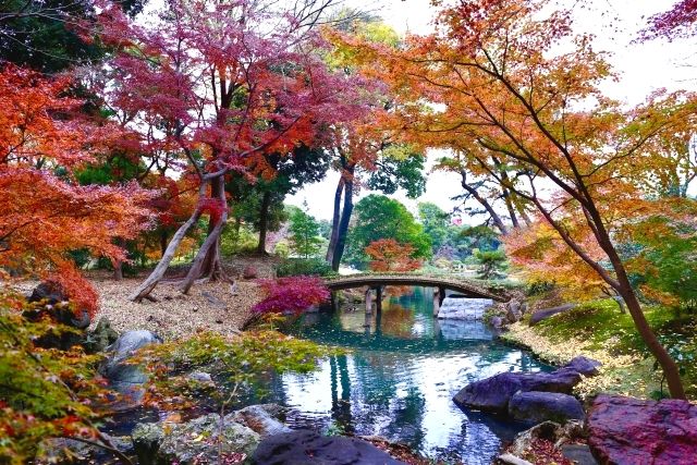 東京・六義園の渡月橋と紅葉